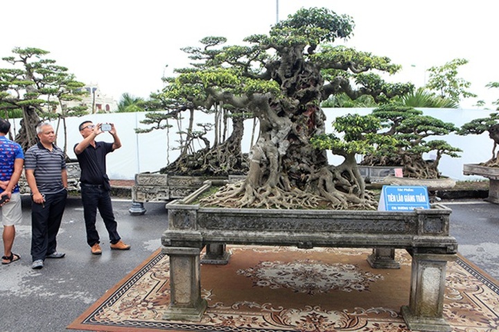 Bán cây sanh báu vật 16 tỷ đồng, đại gia Hà Nội bật khóc vì nuối tiếc - 14