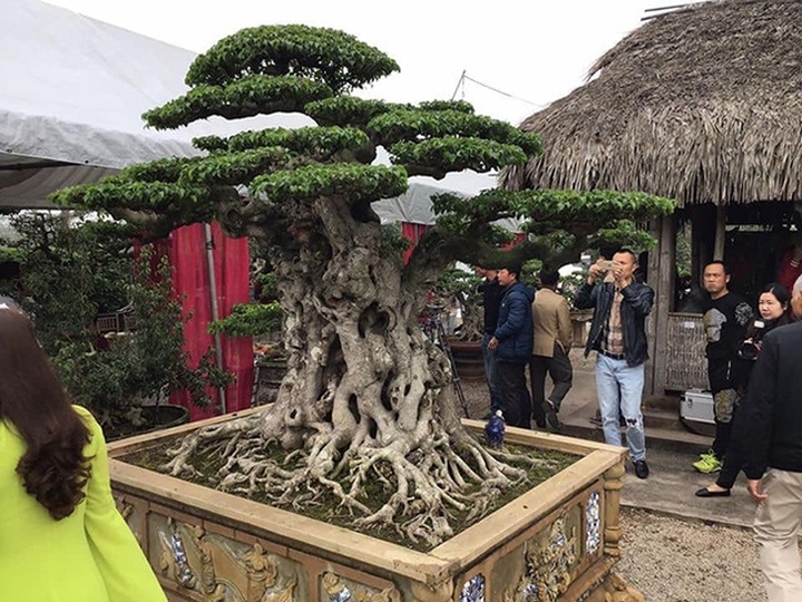 Bán cây sanh báu vật 16 tỷ đồng, đại gia Hà Nội bật khóc vì nuối tiếc - 4