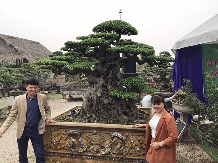 Bán cây sanh báu vật 16 tỷ đồng, đại gia Hà Nội bật khóc vì nuối tiếc - 5