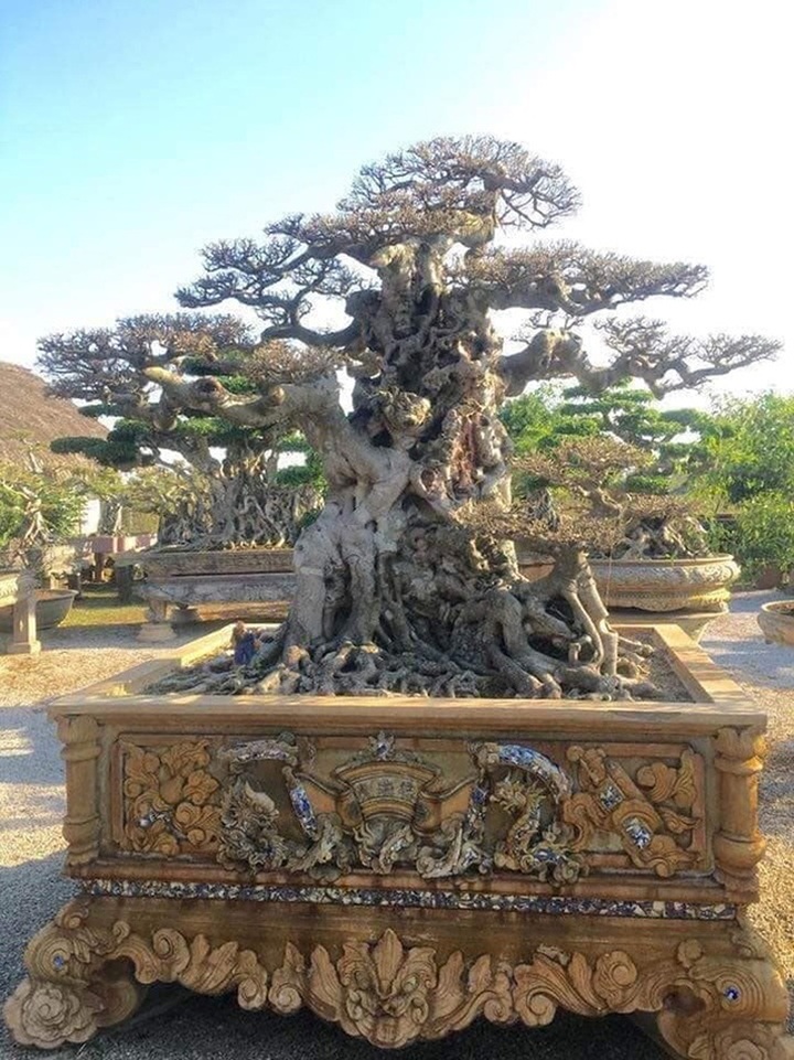 Bán cây sanh báu vật 16 tỷ đồng, đại gia Hà Nội bật khóc vì nuối tiếc - 6