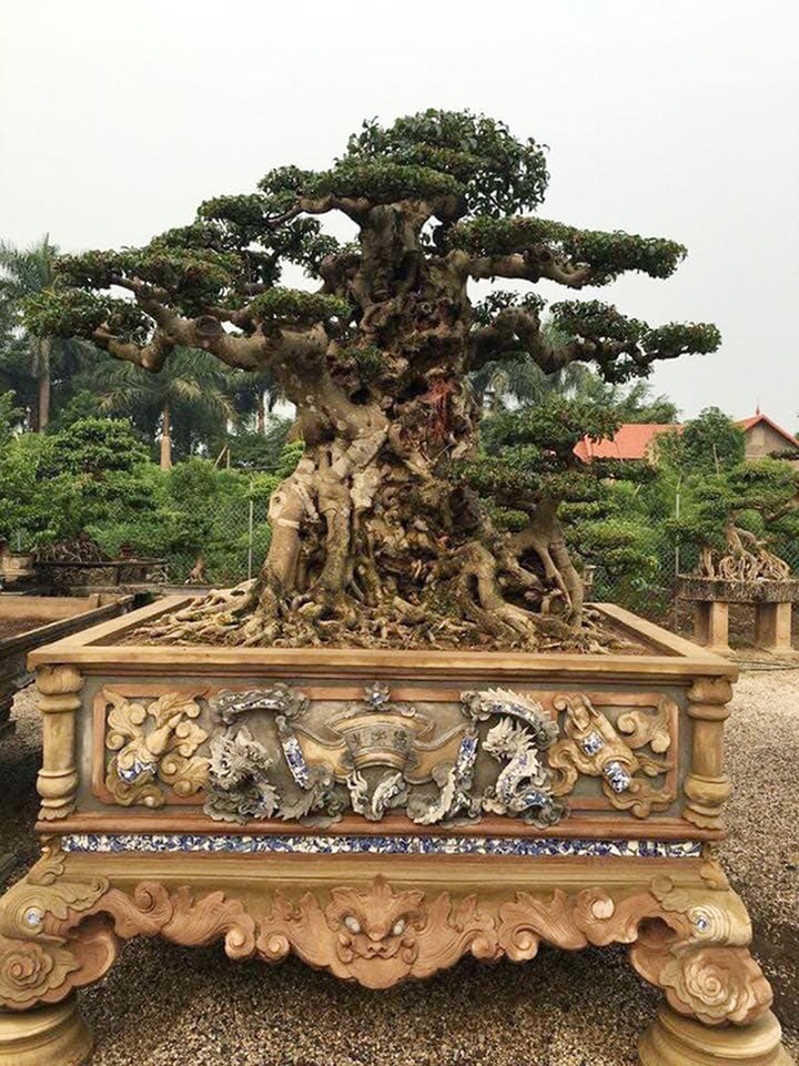 Bán cây sanh báu vật 16 tỷ đồng, đại gia Hà Nội bật khóc vì nuối tiếc - 7