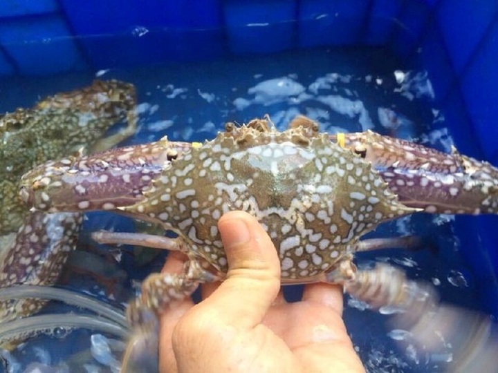 Bất chấp Covid-19, Trung Quốc vẫn tiêu thụ hơn 880 tỷ đồng hải sản Việt Nam - 2