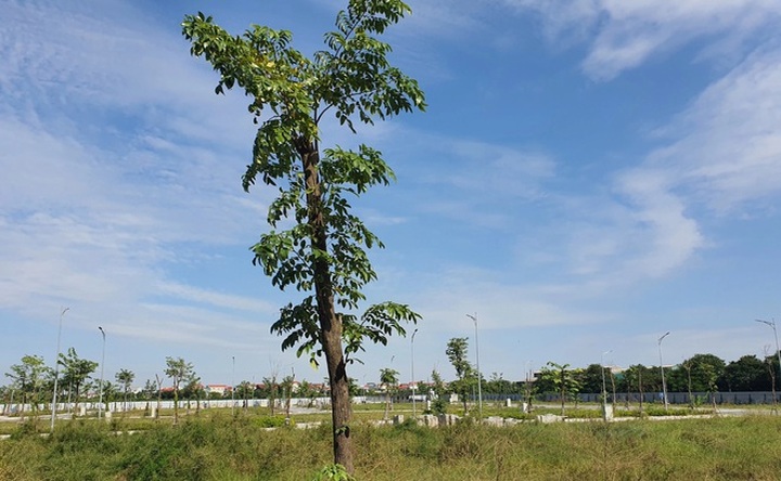 Bên trong dự án khiến Chủ tịch HĐQT Y dược Vimedimex vướng lao lý - 5