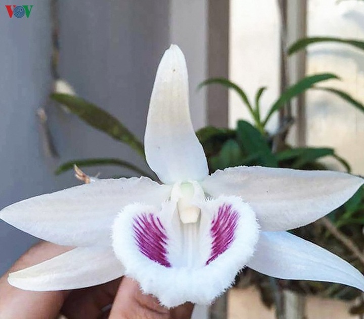 Bí quyết nhận diện lan đột biến tiền tỷ đang khuynh đảo thị trường - 2