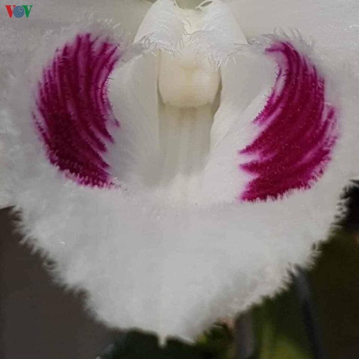 Bí quyết nhận diện lan đột biến tiền tỷ đang khuynh đảo thị trường - 3