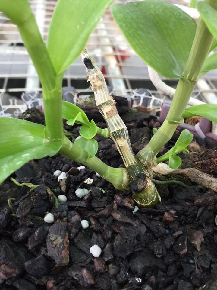 Bí quyết nhận diện lan đột biến tiền tỷ đang khuynh đảo thị trường - 4