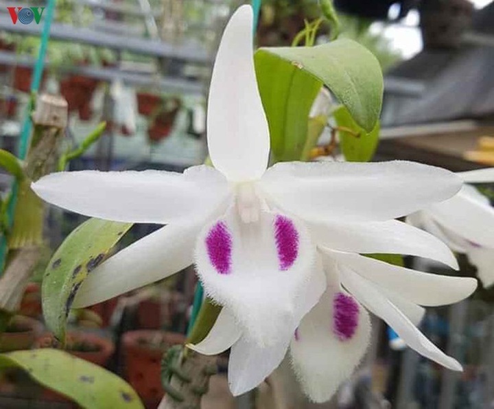 Bí quyết nhận diện lan đột biến tiền tỷ đang khuynh đảo thị trường - 6