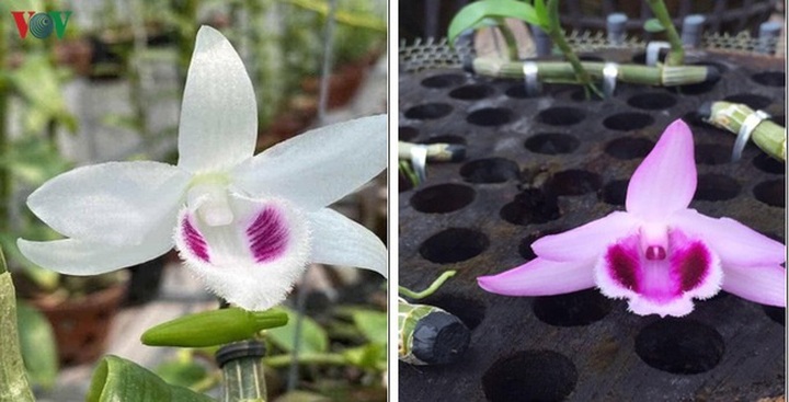 Bí quyết nhận diện lan đột biến tiền tỷ đang khuynh đảo thị trường - 7