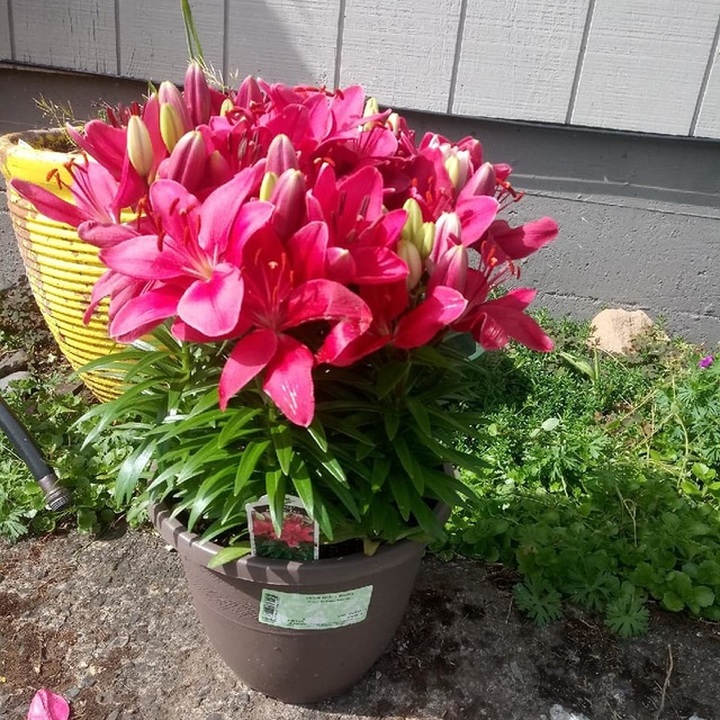 Bỏ 150 triệu đồng buôn hoa Tết: 15 ngày xương máu, lỗ 50 triệu, gầy sụt 3kg - 2