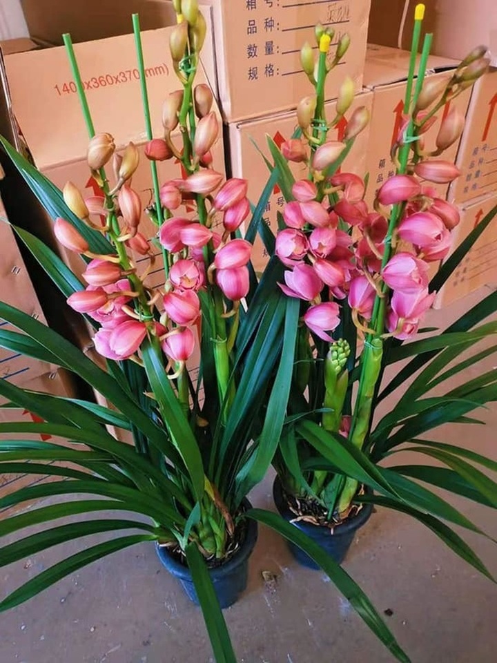 Bỏ 150 triệu đồng buôn hoa Tết: 15 ngày xương máu, lỗ 50 triệu, gầy sụt 3kg - 4