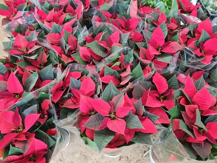 Bỏ 150 triệu đồng buôn hoa Tết: 15 ngày xương máu, lỗ 50 triệu, gầy sụt 3kg - 5