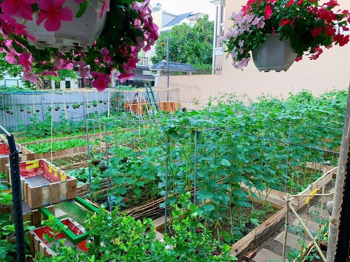 Bỏ 50 triệu đồng cải tạo vườn chuối thành khu sinh thái trong mơ - 3