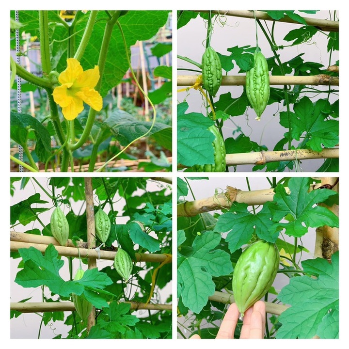 Bỏ 50 triệu đồng cải tạo vườn chuối thành khu sinh thái trong mơ - 10