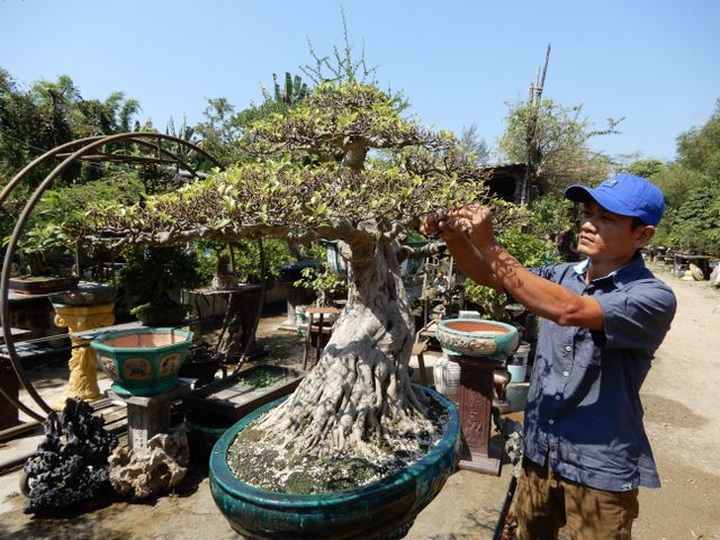 Bỏ làm giám đốc công ty sơn, về buôn cây cảnh kiếm dễ vài tỷ đồng mỗi năm - 1