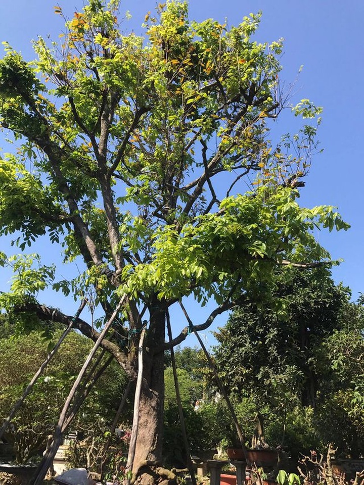 Bỏ làm giám đốc công ty sơn, về buôn cây cảnh kiếm dễ vài tỷ đồng mỗi năm - 5