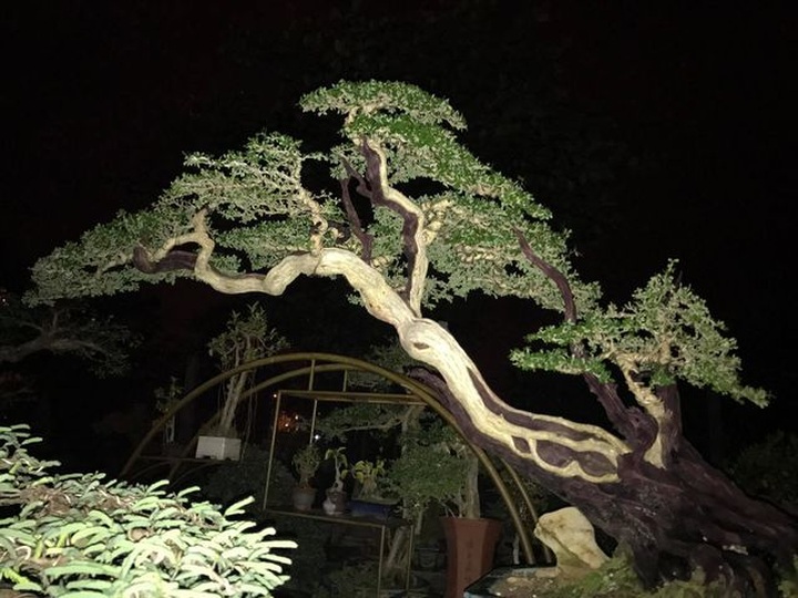 Bỏ làm giám đốc công ty sơn, về buôn cây cảnh kiếm dễ vài tỷ đồng mỗi năm - 8