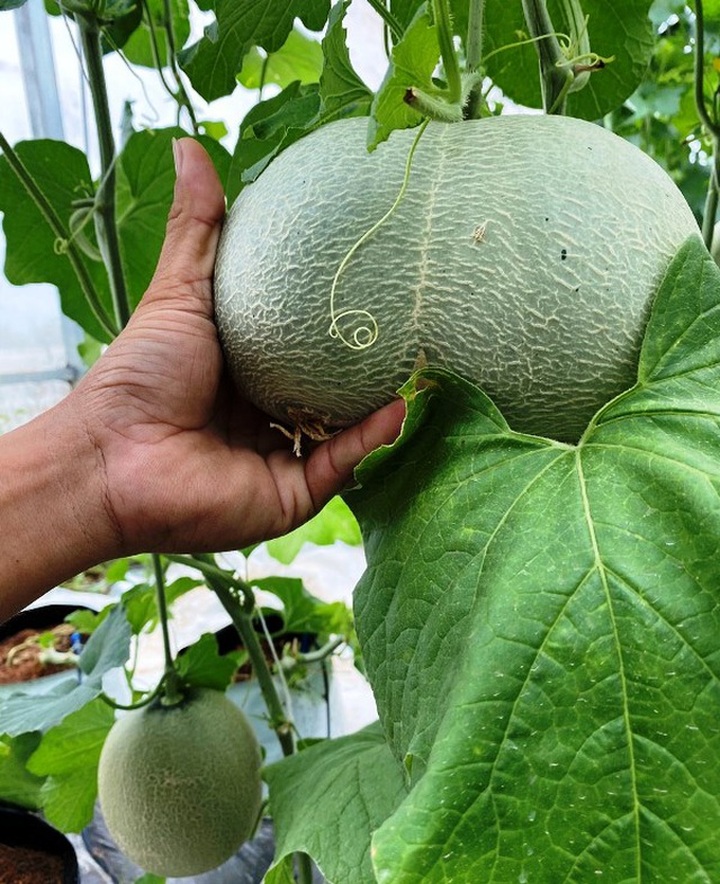 Bỏ việc về quê làm nông dân, chàng trai lãi ròng 500 triệu đồng/năm - 5