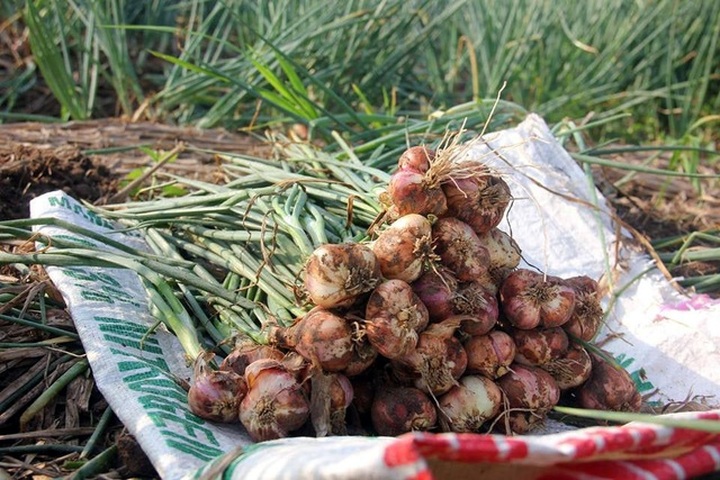 Bóc mẽ chiêu lừa hành tỏi Trung Quốc giả hàng Kinh Môn - Hải Dương - 2