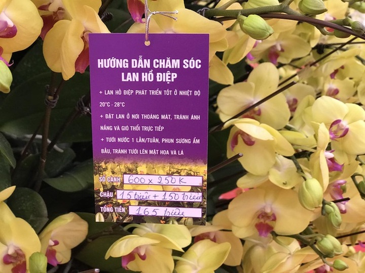 Bỏng tay với chậu lan Hồ điệp giá 165 triệu đồng cho đại gia chơi Tết - 3