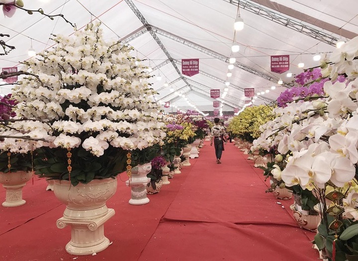 Bỏng tay với chậu lan Hồ điệp giá 165 triệu đồng cho đại gia chơi Tết - 9