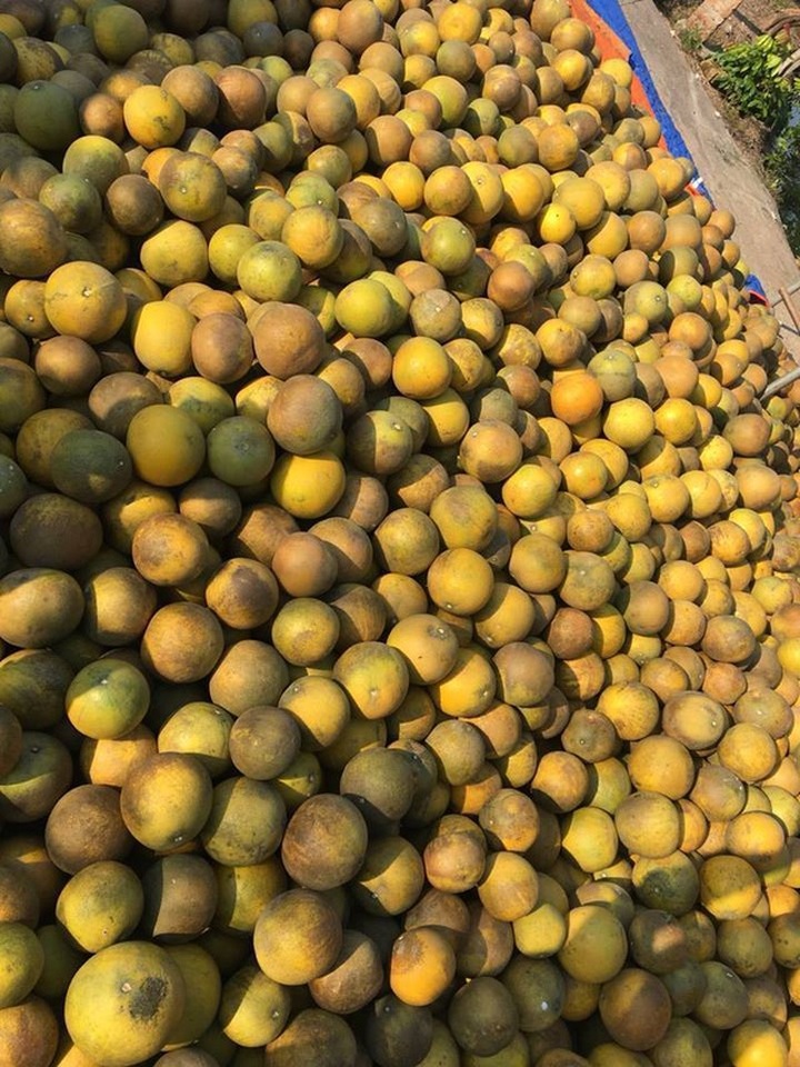 Bưởi Diễn 5 nghìn đồng/quả, đầu mùa loạn giá coi chừng dính lừa - 2