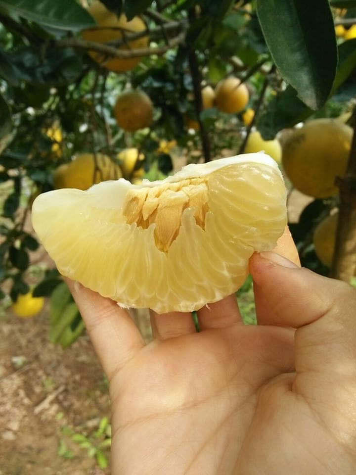 Bưởi Diễn 5 nghìn đồng/quả, đầu mùa loạn giá coi chừng dính lừa - 3