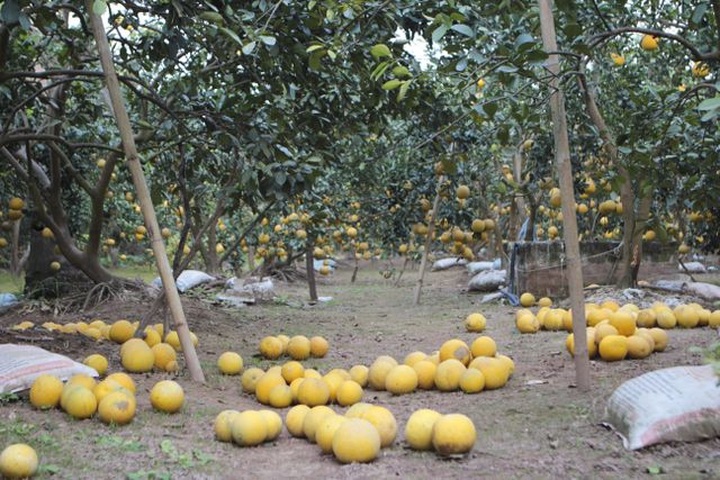 Bưởi Diễn được mùa, sẵn sàng dịp Tết - 1