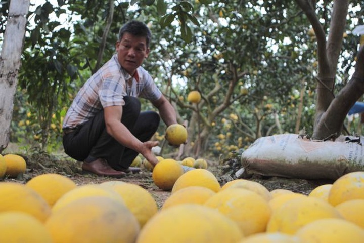 Bưởi Diễn được mùa, sẵn sàng dịp Tết - 2