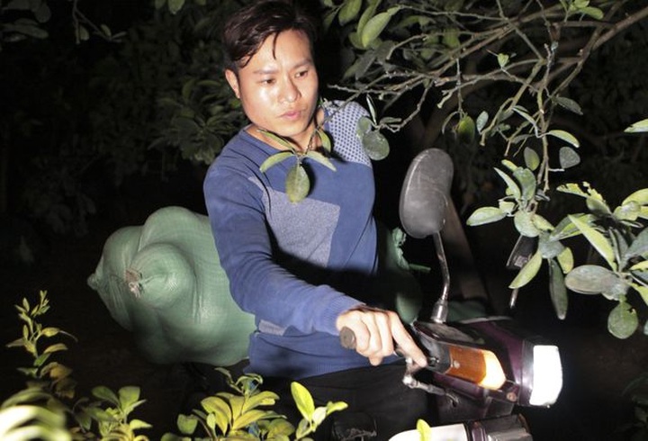 Bưởi Diễn được mùa, sẵn sàng dịp Tết - 11