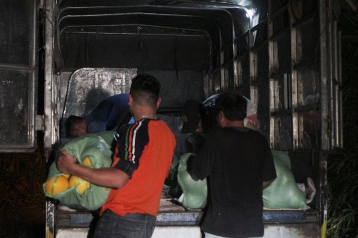 Bưởi Diễn được mùa, sẵn sàng dịp Tết - 12