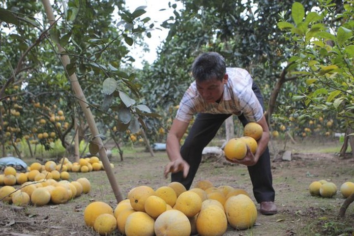 Bưởi Diễn được mùa, sẵn sàng dịp Tết - 3