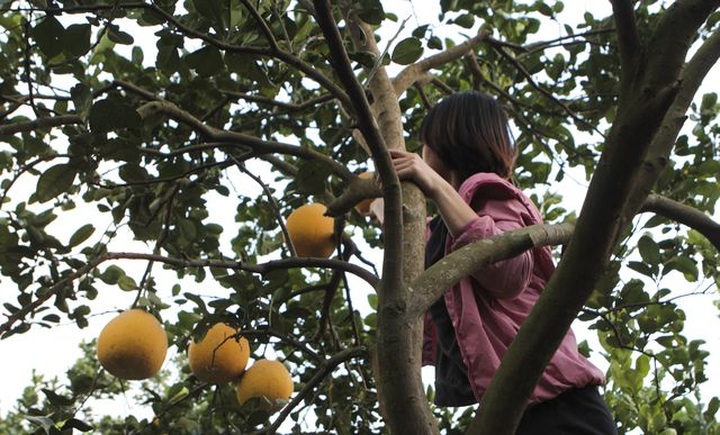 Bưởi Diễn được mùa, sẵn sàng dịp Tết - 4