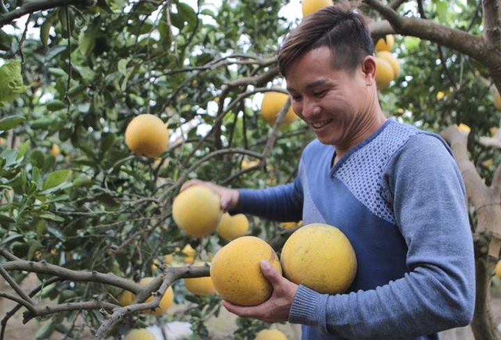 Bưởi Diễn được mùa, sẵn sàng dịp Tết - 5