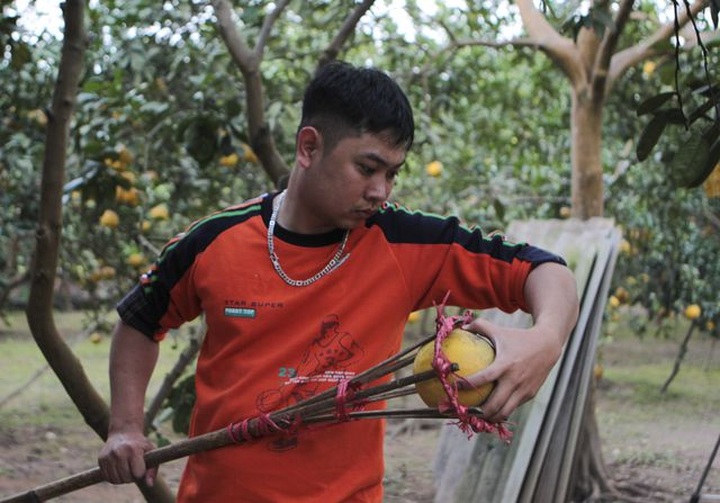 Bưởi Diễn được mùa, sẵn sàng dịp Tết - 6