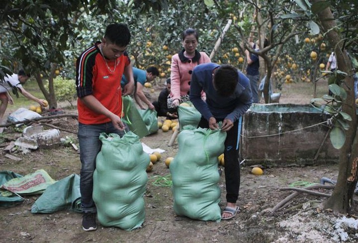 Bưởi Diễn được mùa, sẵn sàng dịp Tết - 7