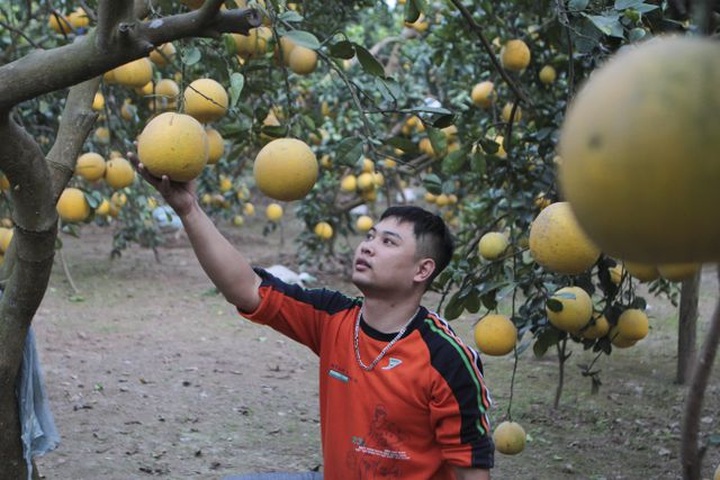 Bưởi Diễn được mùa, sẵn sàng dịp Tết - 8