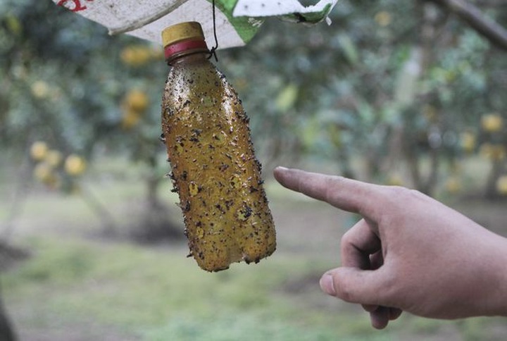 Bưởi Diễn được mùa, sẵn sàng dịp Tết - 9