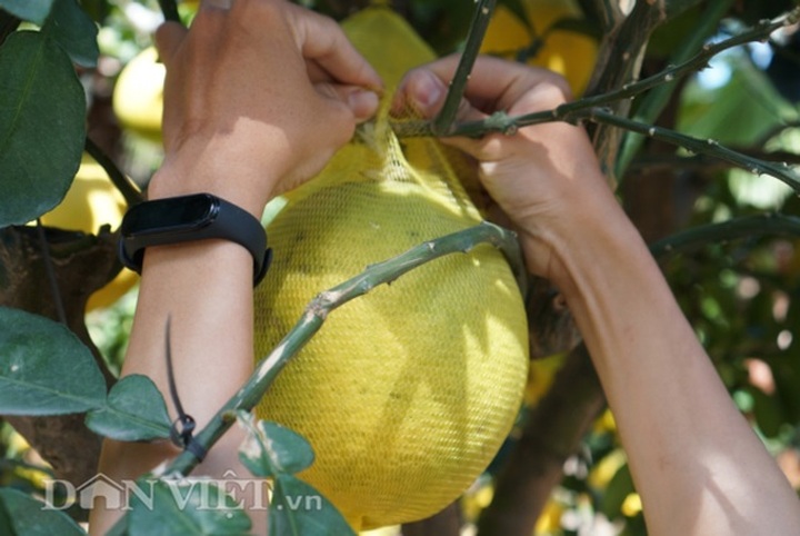 Bưởi Diễn Tết đổ bộ Sài thành, 70 triệu/cây khách vẫn xuống tiền - 11
