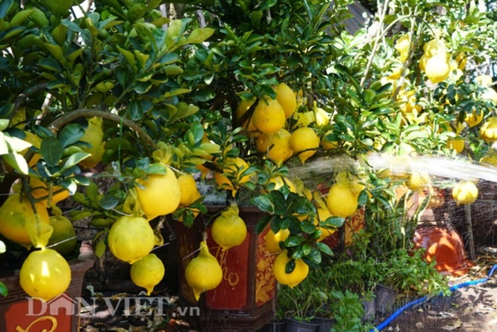 Bưởi Diễn Tết đổ bộ Sài thành, 70 triệu/cây khách vẫn xuống tiền - 12
