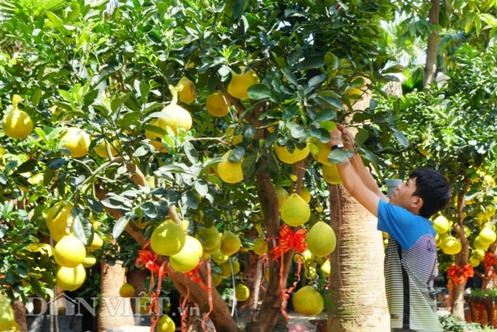 Bưởi Diễn Tết đổ bộ Sài thành, 70 triệu/cây khách vẫn xuống tiền - 3
