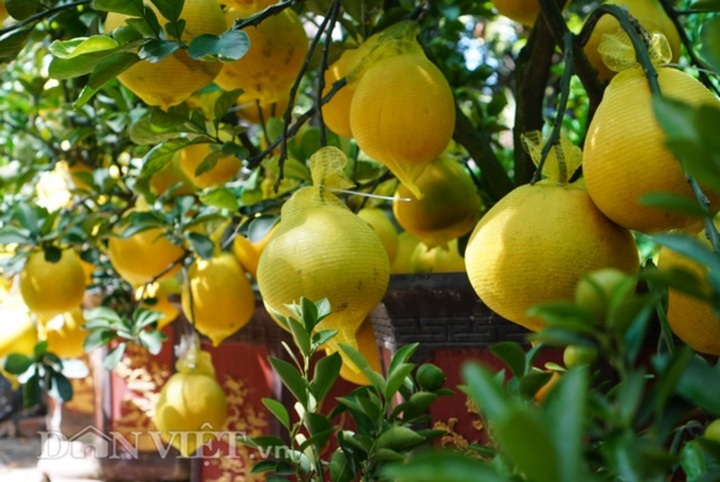 Bưởi Diễn Tết đổ bộ Sài thành, 70 triệu/cây khách vẫn xuống tiền - 5