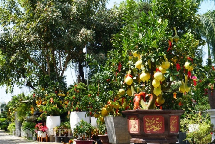 Bưởi Diễn Tết đổ bộ Sài thành, 70 triệu/cây khách vẫn xuống tiền - 9