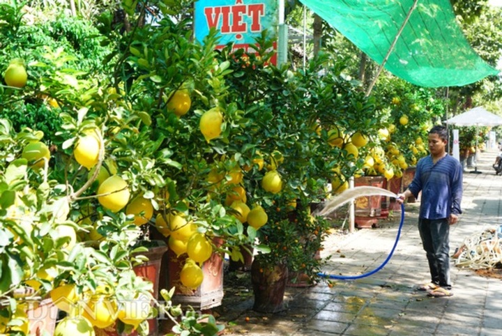 Bưởi Diễn Tết đổ bộ Sài thành, 70 triệu/cây khách vẫn xuống tiền - 10