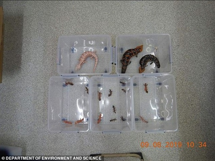 Buôn lậu động vật sống quý hiếm từ Úc sang Trung Quốc bằng… nồi cơm điện - 2