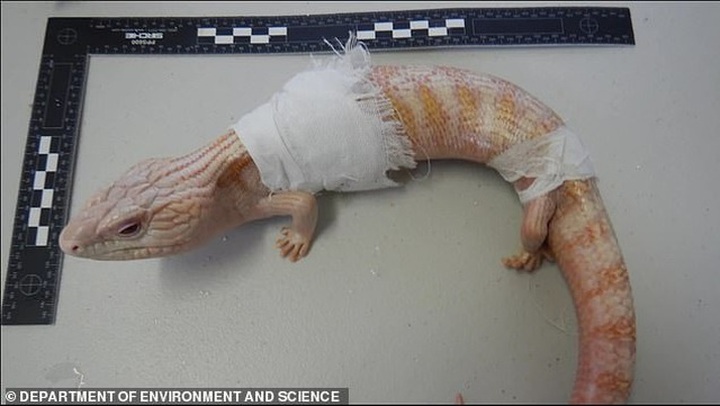 Buôn lậu động vật sống quý hiếm từ Úc sang Trung Quốc bằng… nồi cơm điện - 3