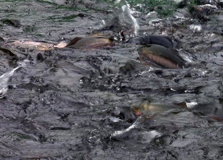 Cá hồi Sa Pa lại siêu rẻ, 1 năm 2 đợt giảm sốc, dân nuôi lỗ nặng - 2