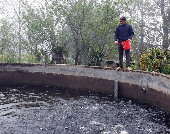 Cá hồi Sa Pa lại siêu rẻ, 1 năm 2 đợt giảm sốc, dân nuôi lỗ nặng - 3