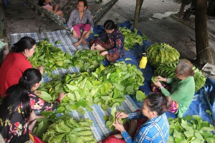 Cả làng ấm no nhờ trồng lá trầu để... xuất ngoại - 2