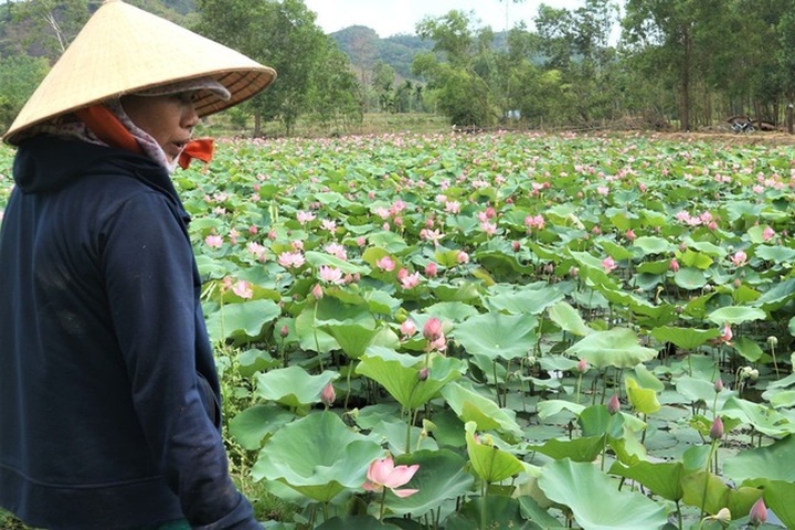 Cả làng trồng sen, chỉ bán hạt cũng lãi gấp đôi so với trồng lúa - 4