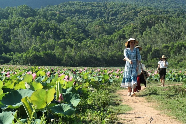 Cả làng trồng sen, chỉ bán hạt cũng lãi gấp đôi so với trồng lúa - 5